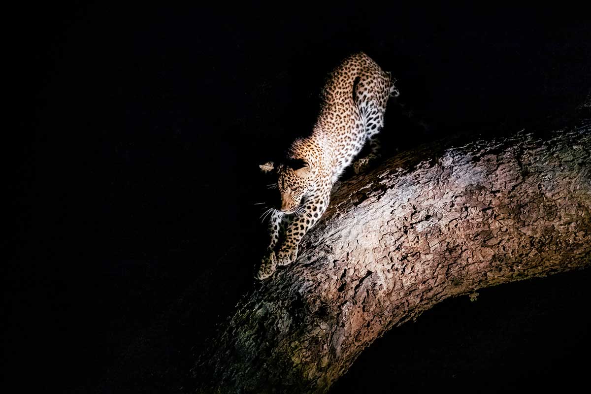 Night Safari Africa