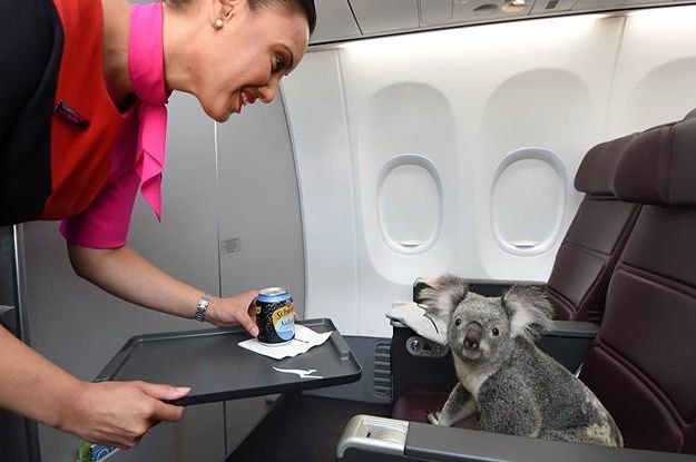 Qantas koala class